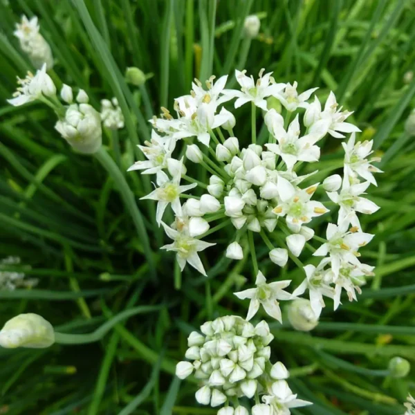 Buy Garlic Chives, Allium tuberosum - Plant from Nursery Nisarga