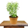 Buy Kapoor Tulsi, Ocimum kilimandscharicum, Blue Basil - Plant from Nurrsery Nisarga