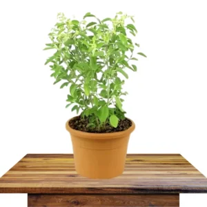 Buy Kapoor Tulsi, Ocimum kilimandscharicum, Blue Basil - Plant from Nurrsery Nisarga