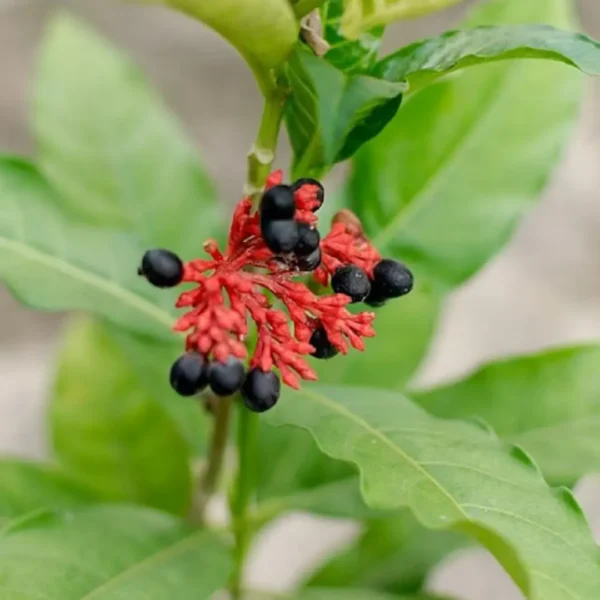 Buy Sarpagandha, Rauvolfia serpentina - Plant from nursery nisarga
