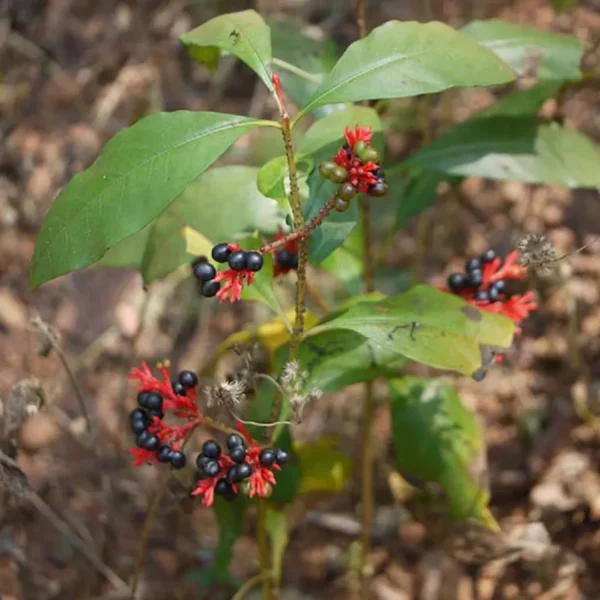 Buy Sarpagandha, Rauvolfia serpentina - Plant from nursery nisarga
