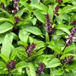 Buy Damro Tulsi, Ocimum basilicum - Plant From Nursery Nisarga