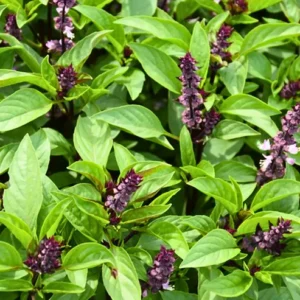 Buy Damro Tulsi, Ocimum basilicum - Plant From Nursery Nisarga