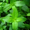 Buy Peppermint, Mentha piperita - Plant from Nursery Nisarga