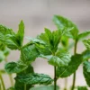 Buy Peppermint, Mentha piperita - Plant from Nursery Nisarga