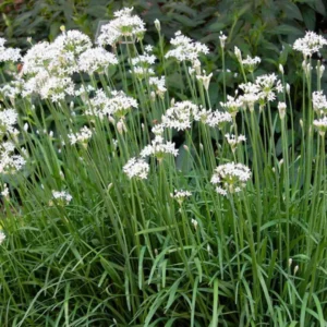Buy Garlic Chives, Allium tuberosum - Plant from Nursery Nisarga