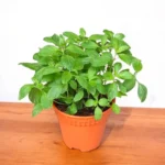 Buy Peppermint, Mentha piperita - Plant from Nursery Nisarga