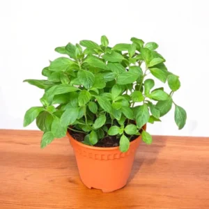 Buy Peppermint, Mentha piperita - Plant from Nursery Nisarga
