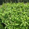 Buy Lemon Basil, Ocimum basilicum citriodorum - plant From Nursery NIsarga