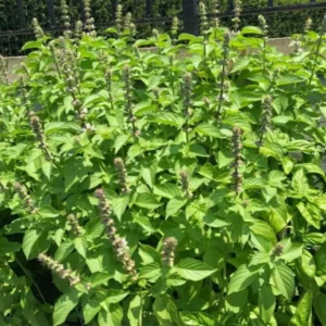 Buy Lemon Basil, Ocimum basilicum citriodorum - plant From Nursery NIsarga