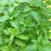 Buy Lemon Basil, Ocimum basilicum citriodorum - plant From Nursery NIsarga