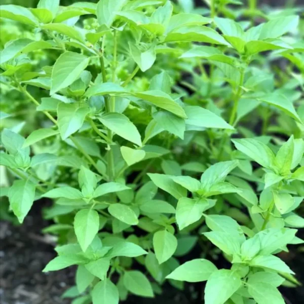 Buy Lemon Basil, Ocimum basilicum citriodorum - plant From Nursery NIsarga