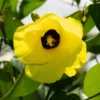 Buy Hibiscus tiliaceus rubra - Plant from Nursery Nisarga