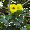 Buy Hibiscus tiliaceus rubra - Plant from Nursery Nisarga