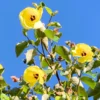 Buy Hibiscus tiliaceus rubra - Plant from Nursery Nisarga