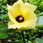 Buy Hibiscus tiliaceus rubra - Plant from Nursery Nisarga