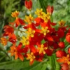 Buy Mexican Butterfly Weed ,Asclepias Curassavic, Haldi Kumkum - Plant from Nursery Nisarga