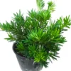 Buy Podocarpus Macrophyllus,Buddhist Pine "Mini Leaves" - Plant From Nursery Nisarga