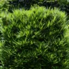 Buy Podocarpus Macrophyllus,Buddhist Pine "Mini Leaves" - Plant From Nursery Nisarga