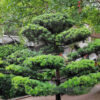 Buy Podocarpus Macrophyllus,Buddhist Pine "Mini Leaves" - Plant From Nursery Nisarga