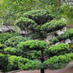 Buy Podocarpus Macrophyllus,Buddhist Pine "Mini Leaves" - Plant From Nursery Nisarga