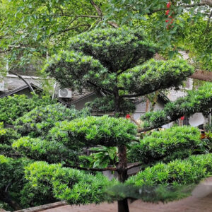 Buy Podocarpus Macrophyllus,Buddhist Pine "Mini Leaves" - Plant From Nursery Nisarga