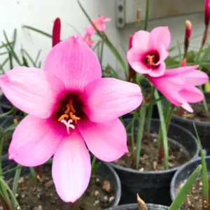 Buy Rain Lily Jumbo "Zephyranthes" - Plant From Nursery Nisarga