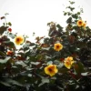 Buy Rubra Sea Hibiscus - Plant from Nursery Nisarga