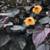 Buy Rubra Sea Hibiscus - Plant from Nursery Nisarga