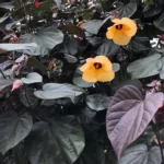 Buy Rubra Sea Hibiscus - Plant from Nursery Nisarga