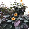 Buy Rubra Sea Hibiscus - Plant from Nursery Nisarga