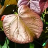 Buy Rubra Sea Hibiscus - Plant from Nursery Nisarga