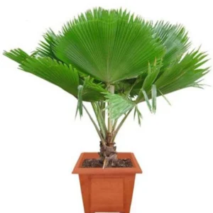 Buy Fiji Fan Palm, Pritchardia Pacifica - Plant From Nursery Nisarga