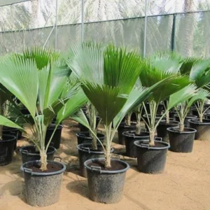 Buy Fiji Fan Palm, Pritchardia Pacifica - Plant From Nursery Nisarga