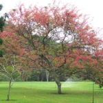 Buy Cassia Grandis, Pink Shower Tree - Plant From Nursery Nisarga
