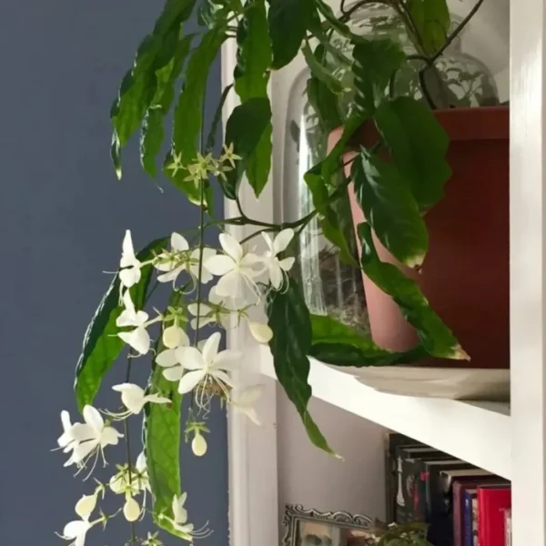 Buy Chains of Glory ,Clerodendrum Smithianum – Plant from Nursery Nisarga