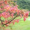 Buy Cassia Grandis, Pink Shower Tree - Plant From Nursery Nisarga