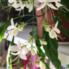 Buy Chains of Glory ,Clerodendrum Smithianum – Plant from Nursery Nisarga