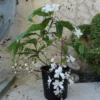 Buy Chains of Glory ,Clerodendrum Smithianum – Plant from Nursery Nisarga