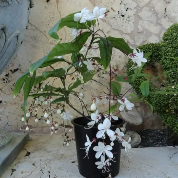 Buy Chains of Glory ,Clerodendrum Smithianum – Plant from Nursery Nisarga