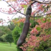 Buy Cassia Grandis, Pink Shower Tree - Plant From Nursery Nisarga