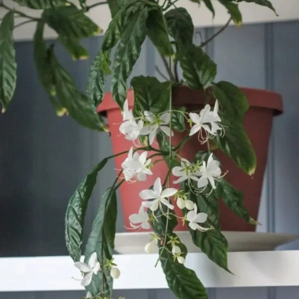 Buy Chains of Glory ,Clerodendrum Smithianum – Plant from Nursery Nisarga
