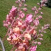 Buy Cassia Grandis, Pink Shower Tree - Plant From Nursery Nisarga