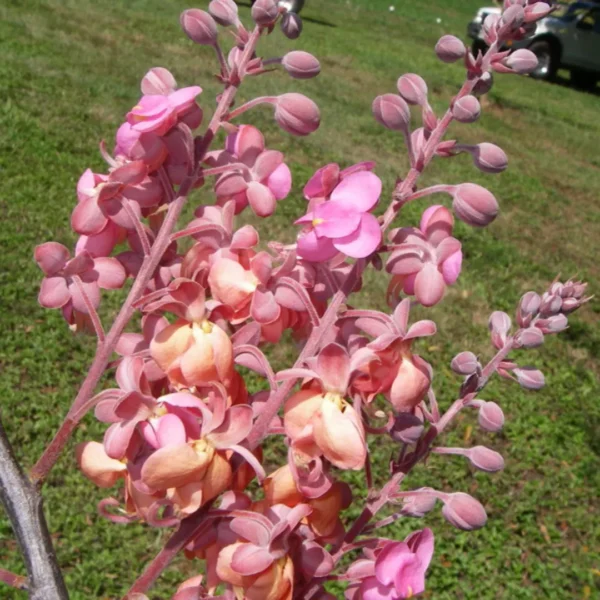 Buy Cassia Grandis, Pink Shower Tree - Plant From Nursery Nisarga