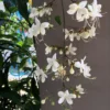 Buy Chains of Glory ,Clerodendrum Smithianum – Plant from Nursery Nisarga