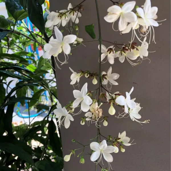 Buy Chains of Glory ,Clerodendrum Smithianum – Plant from Nursery Nisarga