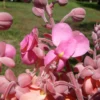 Buy Cassia Grandis, Pink Shower Tree - Plant From Nursery Nisarga