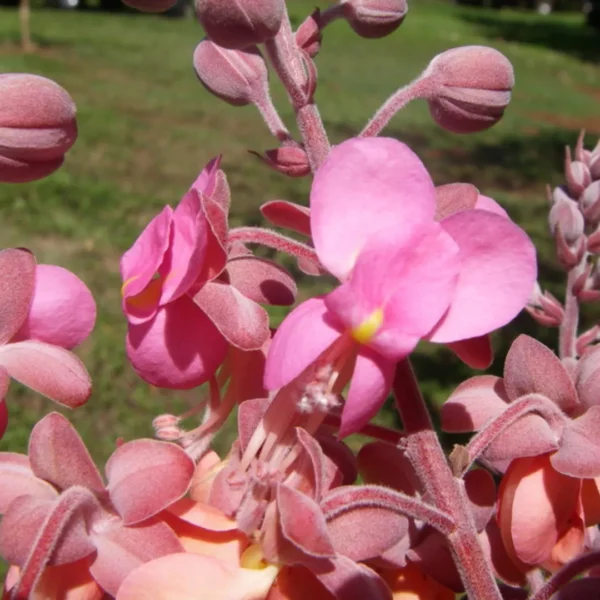 Buy Cassia Grandis, Pink Shower Tree - Plant From Nursery Nisarga