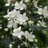 Buy Chains of Glory ,Clerodendrum Smithianum – Plant from Nursery Nisarga