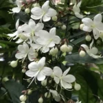 Buy Chains of Glory ,Clerodendrum Smithianum – Plant from Nursery Nisarga